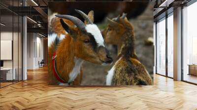 two baby goats Wall mural