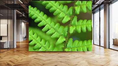 Fern leafs closeup Wall mural