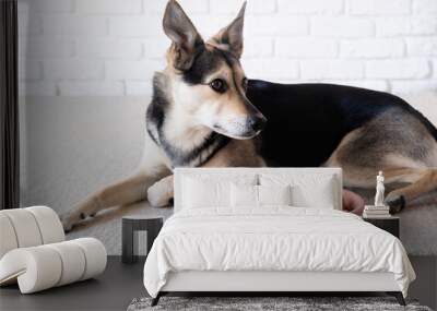 cute dog lying next to the bowl for slow feeding Wall mural