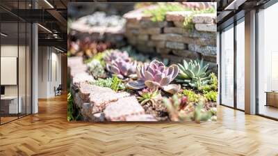 echeveria succulents in the garden in a sunny day Wall mural