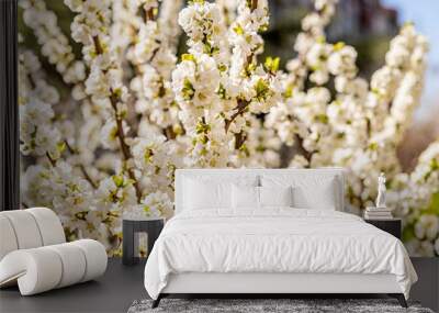 fresh white apple flowers in spring in the park outdoors Wall mural