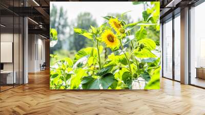 sunflowers on the nature background Wall mural