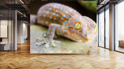 gecko fell from wall into water tank and climbed on edge of basin Wall mural