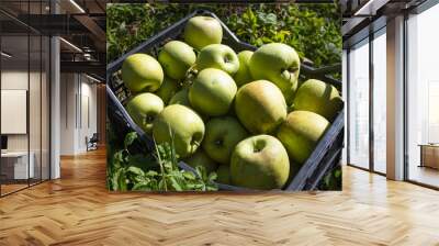 Autumn harvest of healthy organic growing green and red apples. Wall mural