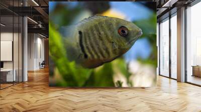 Cichlid fish heros severus swimming in tropical aquarium. Wall mural