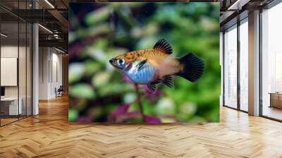 Platy  Xiphophorus Maculatus  in tropical aquarium Wall mural