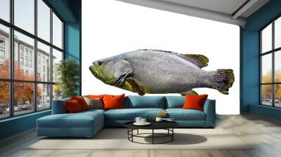 Close up isolated single Giant Grouper, big fish, transparent background, cutout, element Wall mural