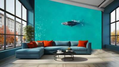 A pod of humpback whales from an aerial view  Wall mural