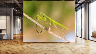 Praying Mantis walking on a stick Wall mural