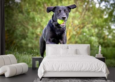 Happy Labrador pure breed dog running through the park retrieving tennis ball. Close up action shot with beautiful green colour trees and grass. Wall mural