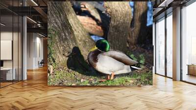 Cute Male Mallard Duck Relaxing Next To A Secluded Lagoon In Northern California  Wall mural