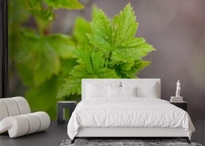 Young green currant leaves close-up. Spring shoots of currants. Garden shrub, early leaves. Photo top view Wall mural