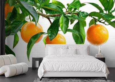 Fresh orange fruit hang on tree branch with green leaves isolated on white background. Wall mural