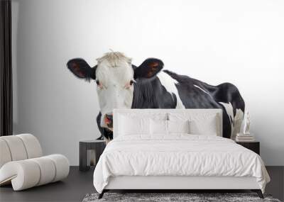 Upright black and white cow isolated on white background Wall mural