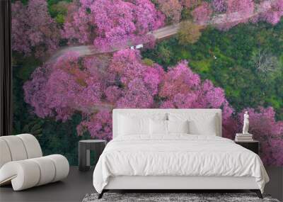 Aerial view road in mountain with pink flower, Mountain winding road with sakura pink flower, Pink cherry blossom tree with road in mountain, Nature landscape in springtime. Wall mural