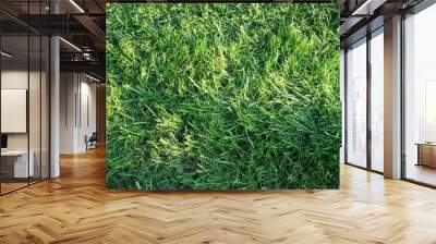 Green grass lawn texture background summer Wall mural