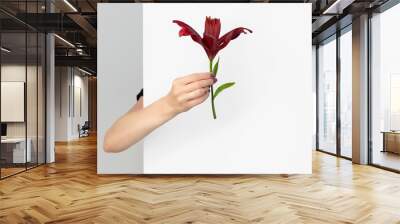 Beautiful womans hand with manicure holding burgundy lily flower Wall mural