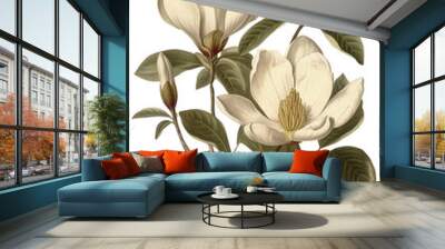 Magnolia flower isolated on transparent background, old botanical illustration Wall mural