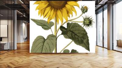 Sunflower isolated on transparent background, old botanical illustration Wall mural