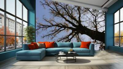 tree silhouette black and white Wall mural