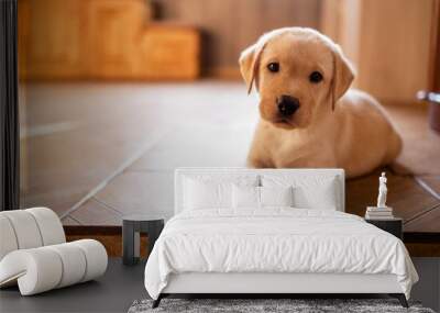 Close-up of a cute puppy on the floor of the house. A cute golden retriever dog in the room Wall mural