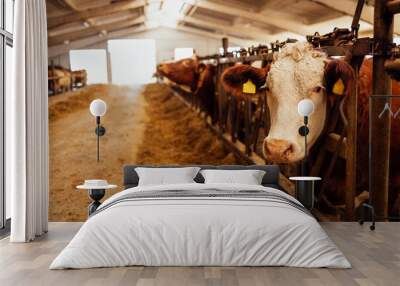 Close-up of a white and brown cow muzzle with identification tags in a closed cowshed. Pets are eating hay in the barn. Dairy cows on the farm. Cattle. Wall mural