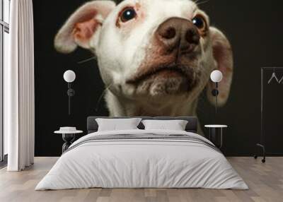 Adorable Dog Sitting by a Bowl of Healthy Vegetable and Meat Mix on Wooden Table Wall mural