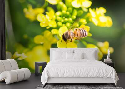 honey bee collecting pollen on canola flower Wall mural