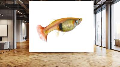 guppy fish on white background Wall mural