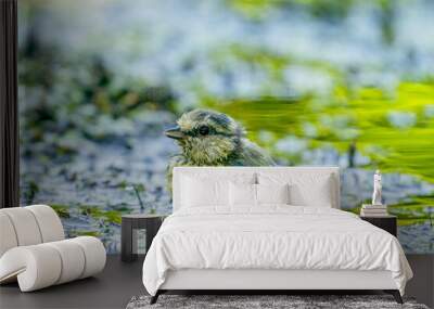 A wet Great Tit sits in muddy green water. Very detailed feathers. Natural background Wall mural