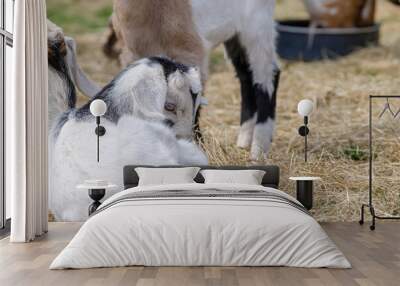 Couple of baby goat children are eating kibble with their mother, on the spring grass Wall mural