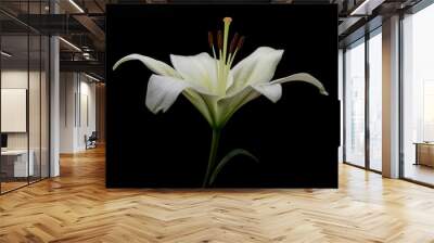 A single White Lily isolated on a black background Wall mural