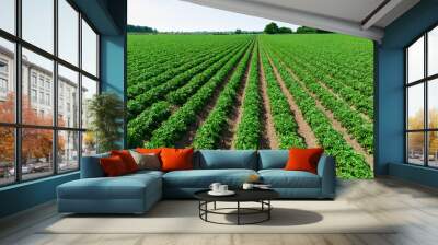 Low level aerial close up image of potato plants in an arable crop of potatoes in the English countryside farmland  Wall mural