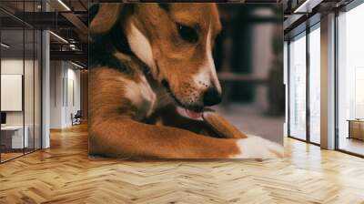 Closeup of a cute brown dog chewing a bone Wall mural