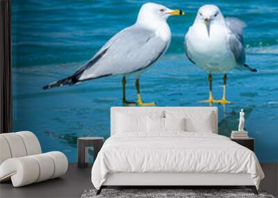 Two Seagulls Talking Wall mural