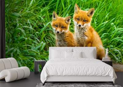 Red Fox Kits Wall mural