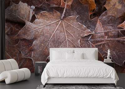 close up view of autumnal leaves covered in frost on a a cold autumn morning in devon. Wall mural