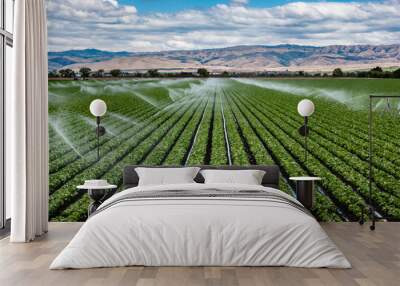 A field irrigation sprinkler system waters rows of lettuce crops on farmland in the Salinas Valley of central California, in Monterey County, on a partly cloudy day in spring.   Wall mural