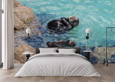 A wild mother Southern Sea Otter (Enhydra lutris) and her 1-day old newborn pup float in the water of a protected tide pool, in Monterey Bay, California. Wall mural