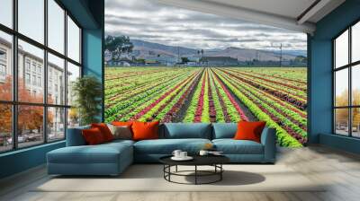 Colorful fields of lettuce, including green, red and purple varieties, grow in rows in the Salinas Valley of Central California. Wall mural