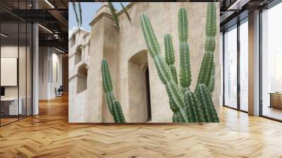 A view of a cactus in front of a California mission wall, as a background. Wall mural