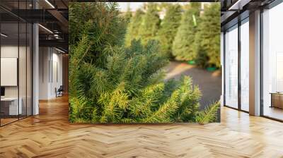 A view of several fresh green Christmas trees on a tree lot. Wall mural