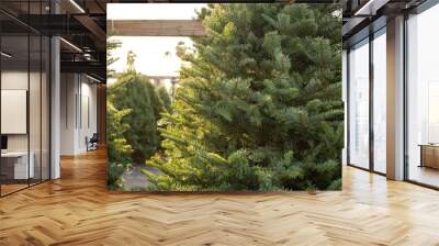 A view of several fresh green Christmas trees on display at a local tree lot. Wall mural