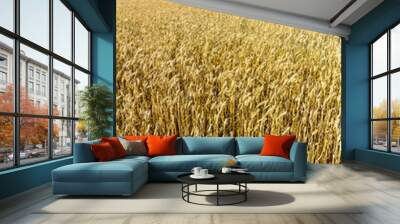 Field of wheat Wall mural