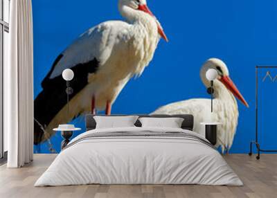 white stork Wall mural