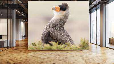 Adult Crested/ Southern Caracara displaying Wall mural