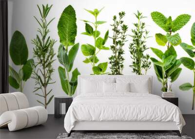 Assorted fresh culinary herbs isolated on transparent background Wall mural