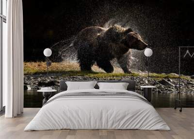 Backlit Grizzly Shake Wall mural