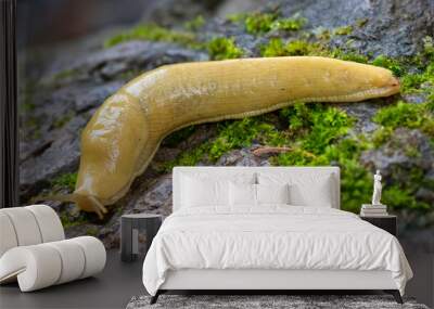 Banana slug Wall mural