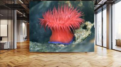 Beadlet Anemone - Actinia equina, Mediterraean sea, Croatia. Underwater photography. Sea anemone. Wall mural